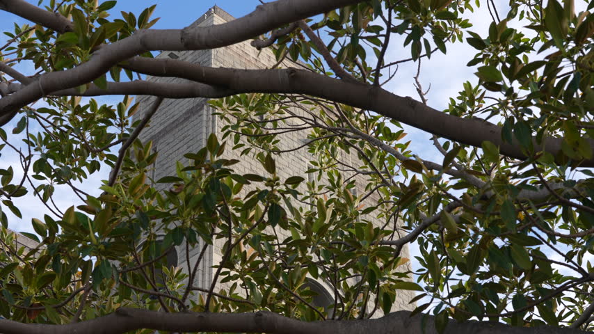 Sydney harbour bridge viewed through leafy tree branches in central Sydney. Sydney, New South Wales, Australia.
