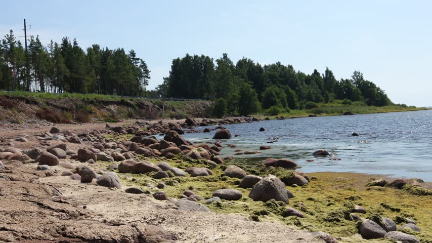 A rocky boulder shore covered in green algae lines the edge of a calm lake beneath a pine forest on a sunny summer day.