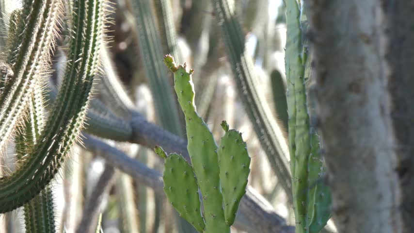 Cactus group in the desert