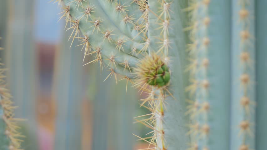 Cactus sprouting in the desert