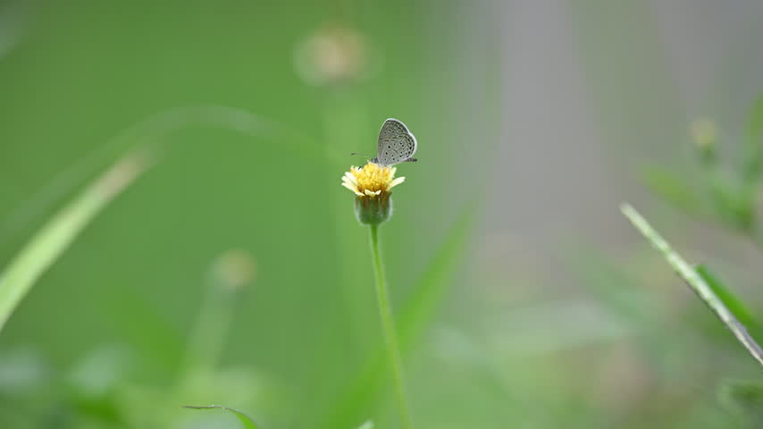 Close up of a tiny butterfly perched on a yellow flower with a soft green background.