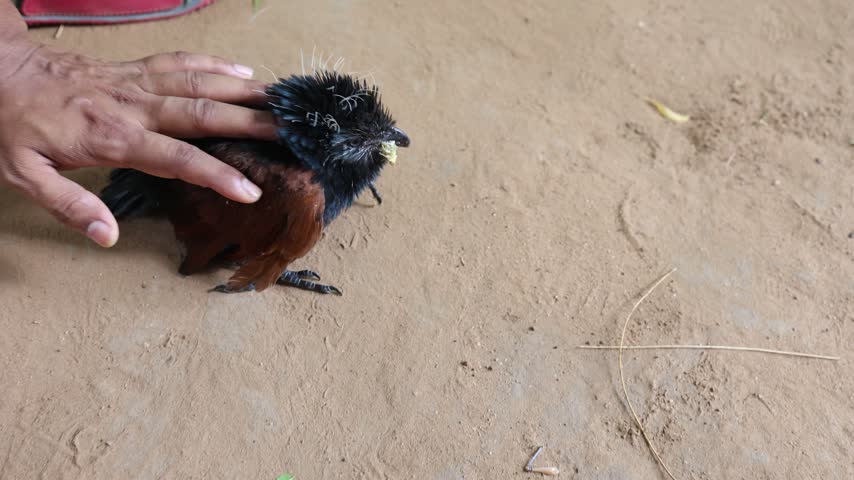 Young greater coucal chick with Brown Wings and Tiny Feet trying to fly at outdoor