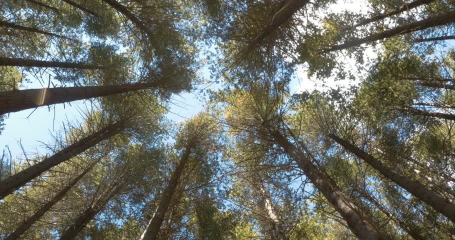 Tree line in a dense forest