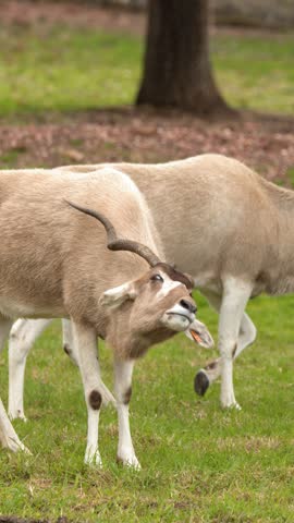An endangered addax antelope stands on a lush green meadow, occasionally shaking its head.