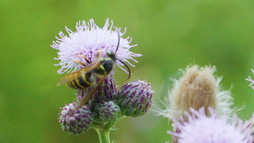 Macro footage showing yellow and black wasp crawling on blooming purple thistle blossom. Insect gathering nectar outdoors on summer day with blurred green background in slow motion.