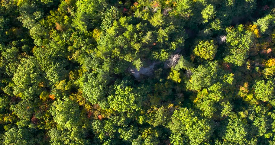 Drone zooming into foliage at Bradbury Mountain State Park in Maine.