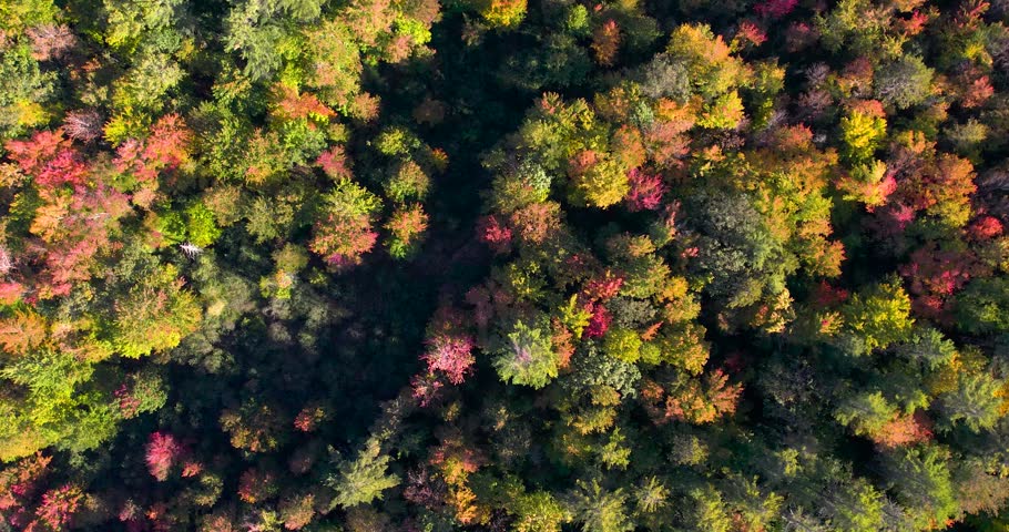 Drone slowly spinning over colorful fall foliage in Bradbury Mountain State Park, Maine.