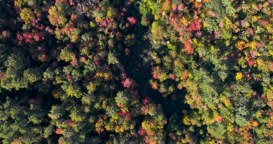 Drone flying forward over peaking leaf season in Bradbury Mountain State Park, Maine.