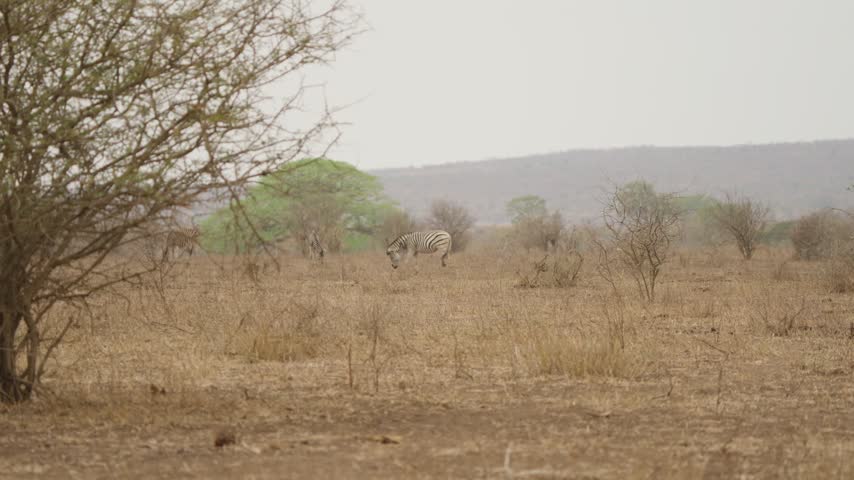 Lone plains zebra grazes on open savanna in Kruger National Park, bush in left foreground and hazy mountain ridge in distance, wide wildlife landscape in South Africa.