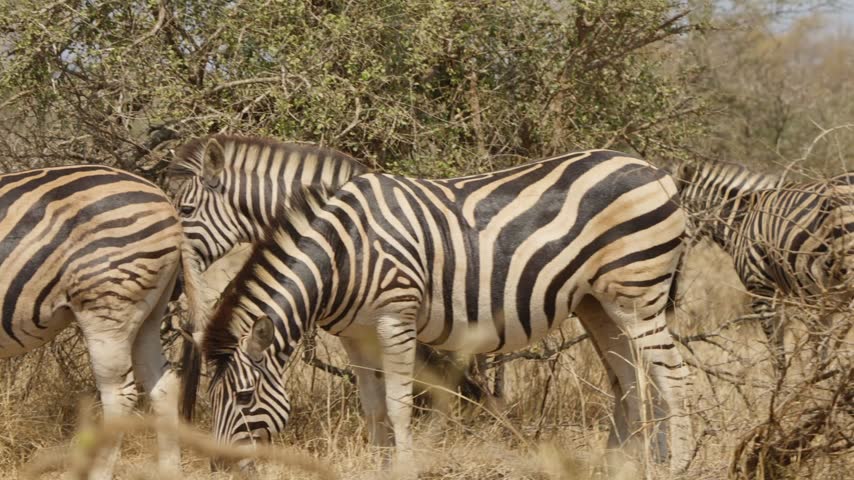 Zebras in Kruger National Park pan left in slow motion. A herd, dazzle, or zeal of plains zebra stands grazing by thorny bush and dry grass in South Africa savanna.