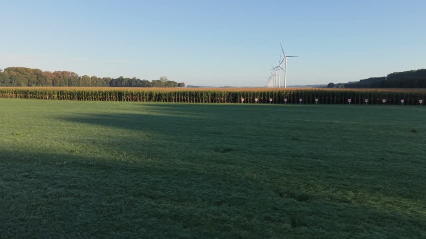 Morning sun lights frosty field. Tall corn rows stretch toward wind turbines. Aerial view.
