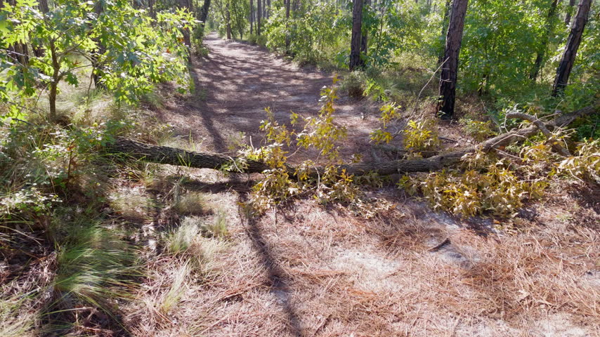 Tree laying over a trail blocking the path.