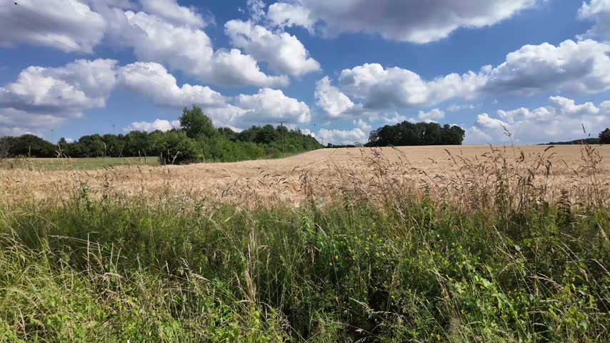 Scenic summer landscape with a golden wheat field and a country road under a beautiful blue sky