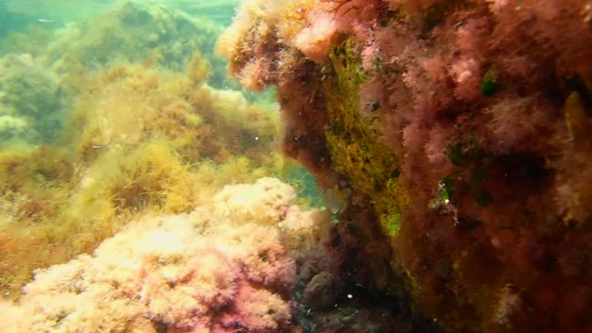 Underwater sea life at the bottom of the Mediterranean Sea off the coast of Corsica island in France.