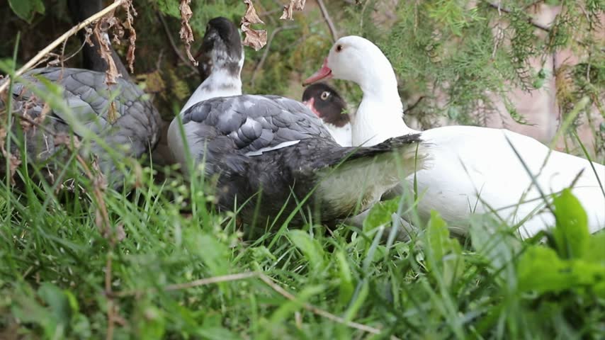 A group of ducklings walks through thick grass on a lawn, pecking at plants as they feed.