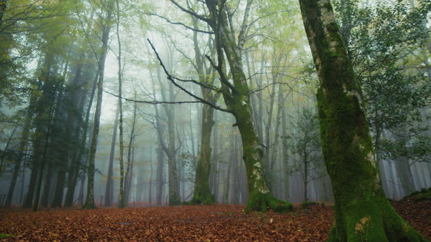 Scenic Autumn Surroundings In The Fog