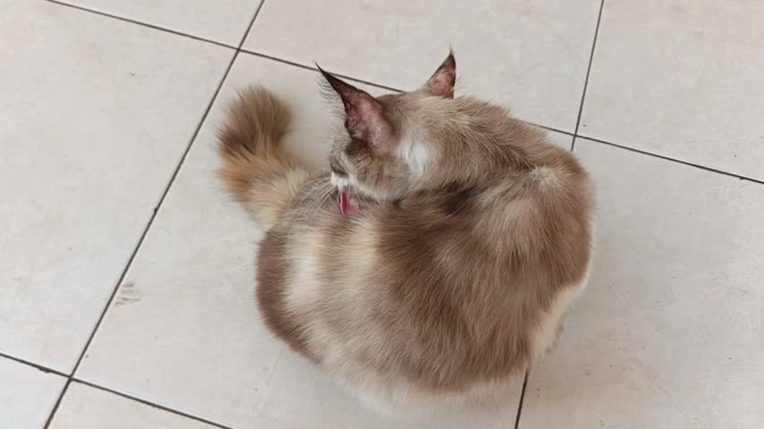 A fluffy domestic cat sitting on a tiled floor and licking its fur while grooming itself