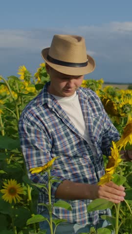 Young farmer in straw hat inspecting blooming sunflowers in bright summer field, gently examining vibrant yellow petals under clear blue rural countryside sky
