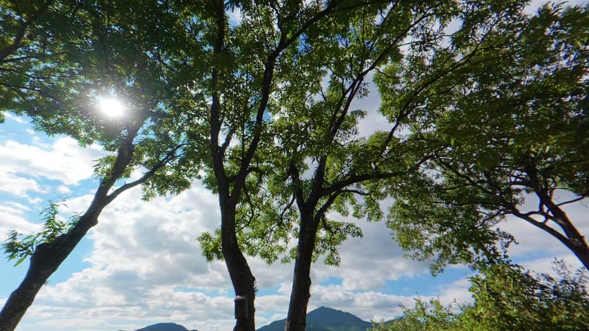 Looking Up at Trees and Clouds in the Sky