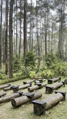 Nature in forests with pine tree 