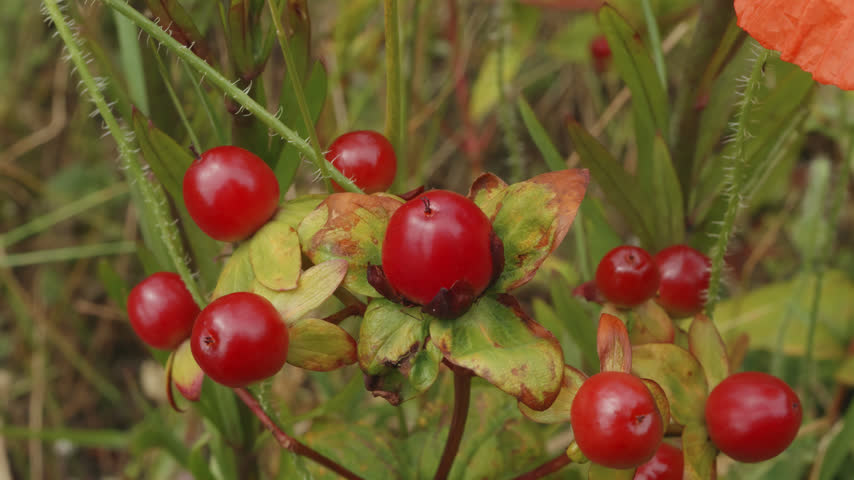 Red berry in macro close up stock footage stock footage