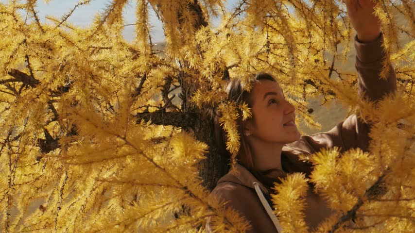 A happy young woman sits in a larch tree, examining its bright yellow autumn branches. Handheld camera shot of a joyful girl enjoying beautiful nature in Khakassia.