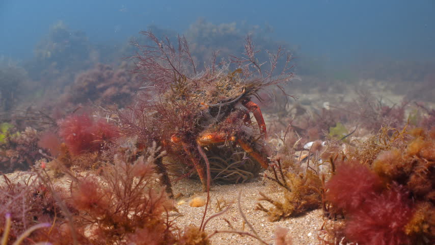Underwater shot of a camouflaged Spider Crab on the sea bed