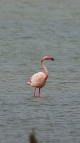 Flamingo Feeding and Foraging in a Wetland