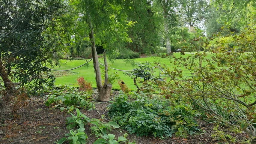 Sunny botanical garden landscape with manicured lawn, mature trees and ornamental flower beds swaying in the breeze