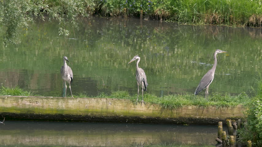 The grey herons. Ardea cinerea. Birds