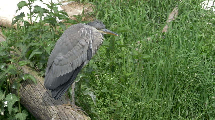 The grey heron. Latin name - Ardea cinerea.