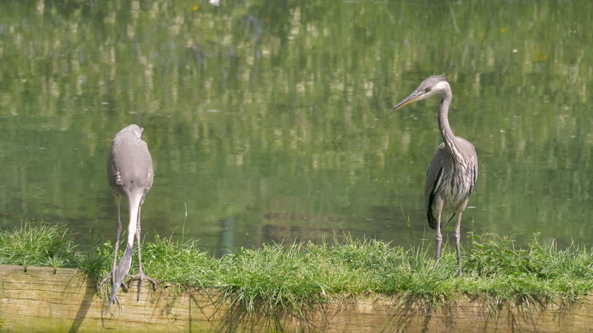 Two grey herons are looking for fish. Ardea cinerea. Bird