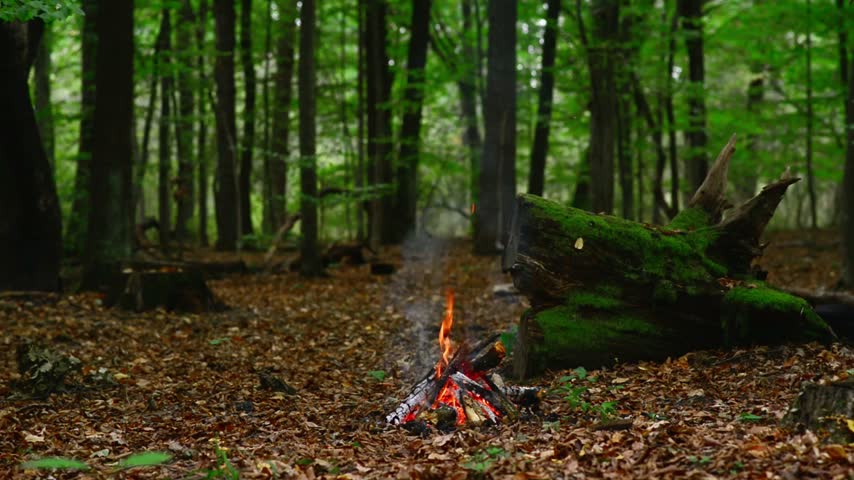 Outdoor campfire burning near giant moss-covered log in forest. Seamless loop background visual asset showcasing natural timber and glowing hot charcoal outdoors.
