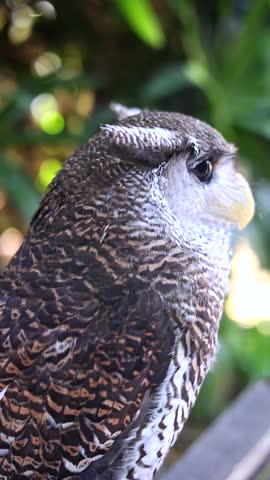 Owl looks toward viewer in tight portrait, its yellow beak and round dark eye sharply visible. Fine patterned plumage gives this alert bird striking detail against green blur, its head filling