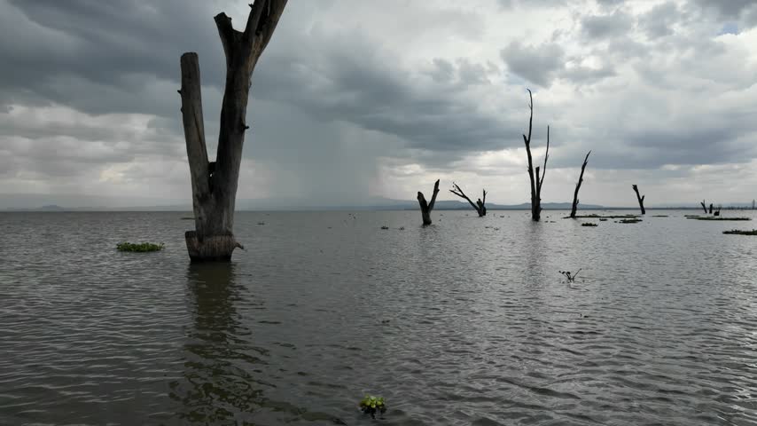 Stormy view from a boat on Lake Naivasha with bird flying past dead trees, Kenya