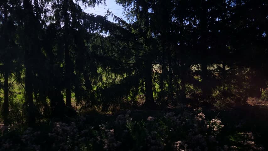 Sunlit meadow with scattered hay bales and utility poles passes behind foreground trees, revealing a quiet summer countryside landscape bordered by forest