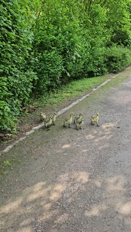 Adorable goslings following their parents on a sunny day in a lush green park