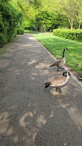 Two adult canada geese and their fluffy goslings walking on a green lawn next to a path in a park