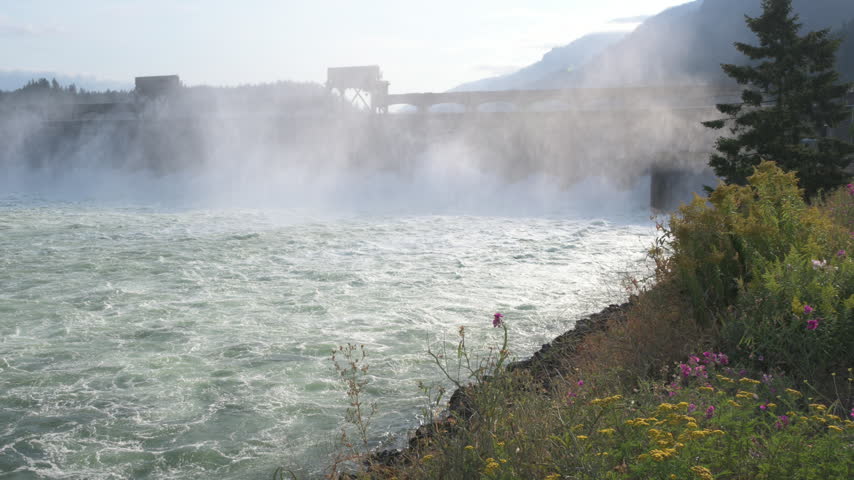 Turbulent water surging through Bonneville Dam on the Columbia River in Oregon. Wildflowers on the river bank, slow motion panning shot.