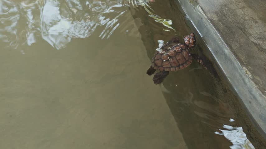 Human hands gently release a newborn sea turtle into the water of a rescue center