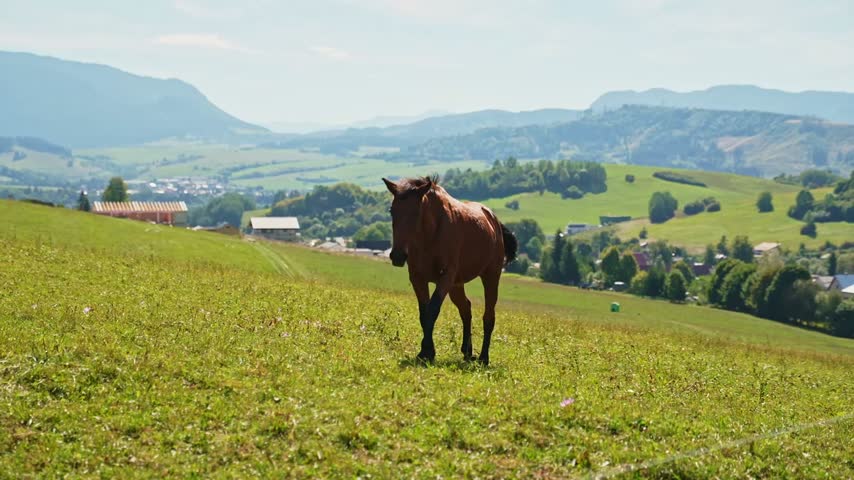 A brown horse stands and walks across a sunny hillside meadow with distant mountains in the Orava region of Slovakia, portraying peaceful rural life and open countryside.