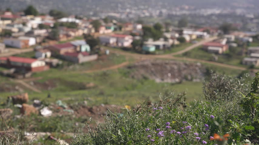 Purple wildflowers grow on a hillside in sharp focus while a South African township blurs in the background.