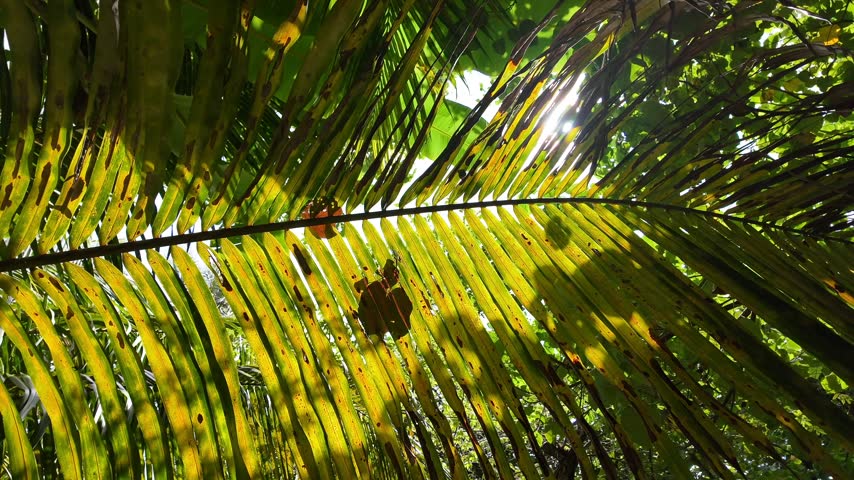 A serene tropical island hidden in the heart of the Maldives.