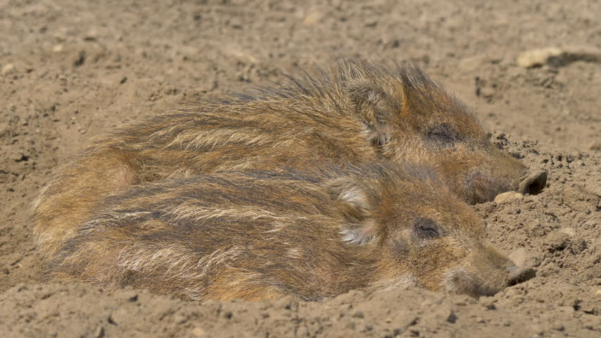 Young piglets of wild boars are sleeping in a den. Sus scrofa