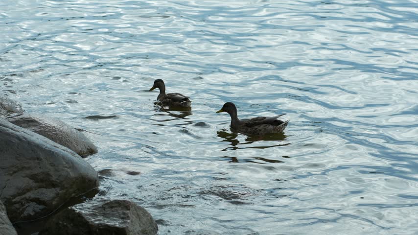Two ducks swimming in rippled water near stones