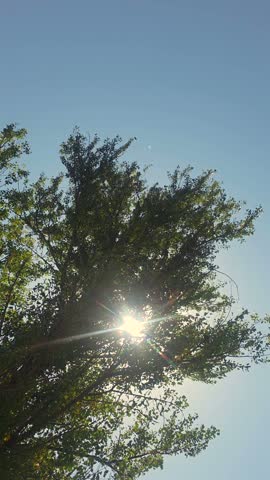 Sunlight Shining Through Green Tree Leaves Against Blue Sky