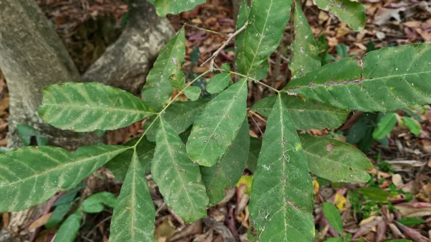 Close Up Shot of Young Reddish Leaves and Green Foliage with Fungal Spots on Forest Floor