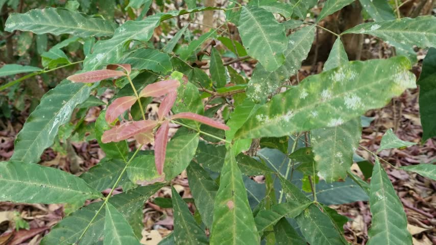 Close Up Shot of Young Reddish Leaves and Green Foliage with Fungal Spots on Forest Floor
