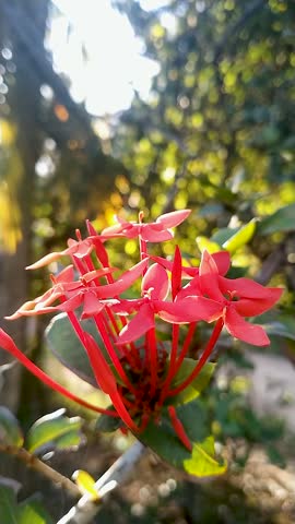 Beautiful macro shot of vibrant red jungle geranium flowers (Ixora chinensis) clustered together, illuminated by natural morning sun flares. Tropical garden flora with a soft, out-of-focus green nature background.