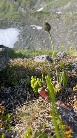 Close-up view of a rocky alpine tundra landscape featuring lichen-covered stones in the foreground and a blurred background of snow-patched mountains and a lake. Small green and reddish plants grow among the rocks, with dark soil and moss visible. Tall grasses and low shrubs add texture to the scene, highlighting a high-altitude or arctic environment during the summer months.